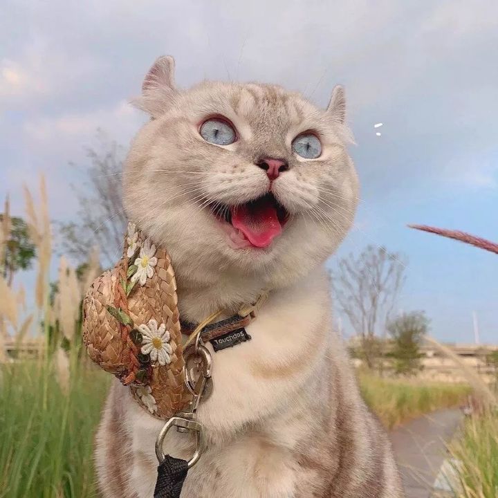 ClawCorner