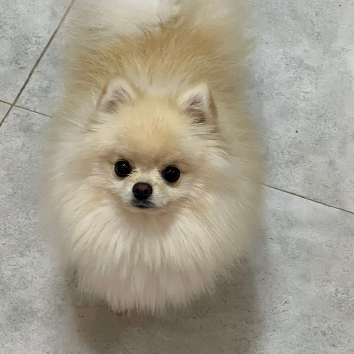MR.GOOD