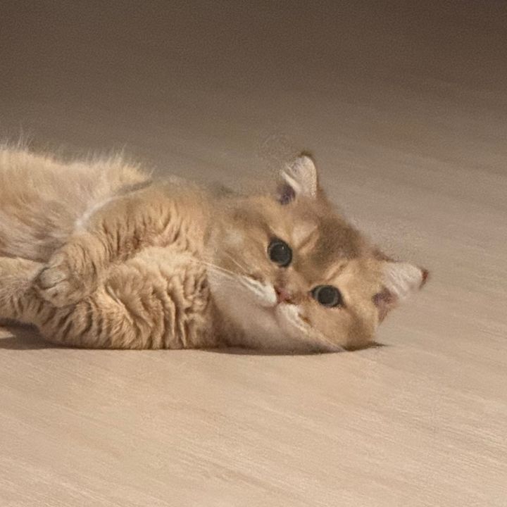 Misobiii