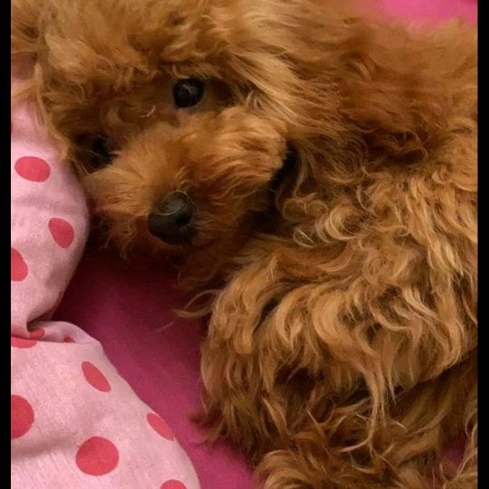 chanel la piccola principessa