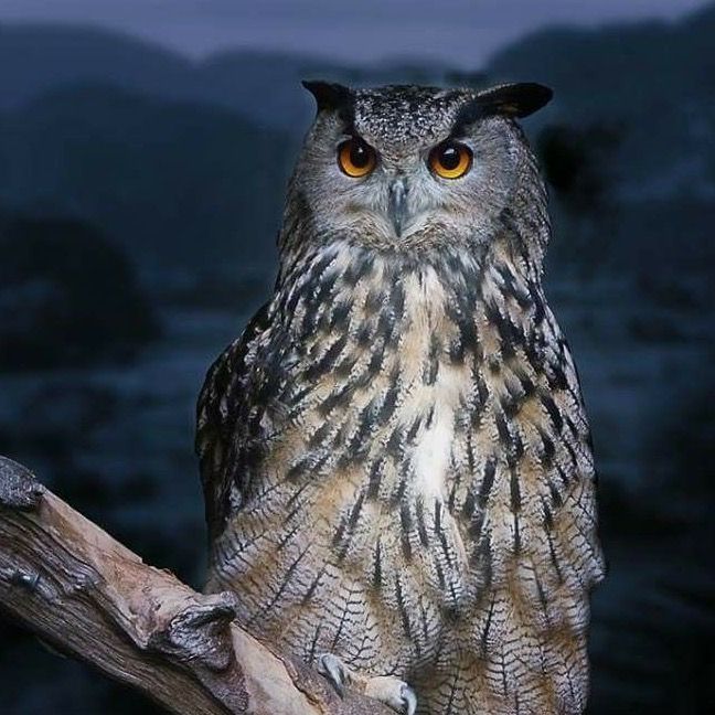 Ночная Сова 🦉